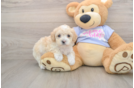 Maltipoo Puppy for Adoption
