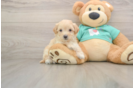 Best Maltipoo Baby