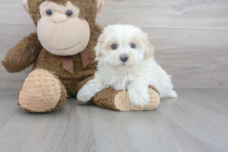 Cute Maltepoo Poodle Mix Puppy