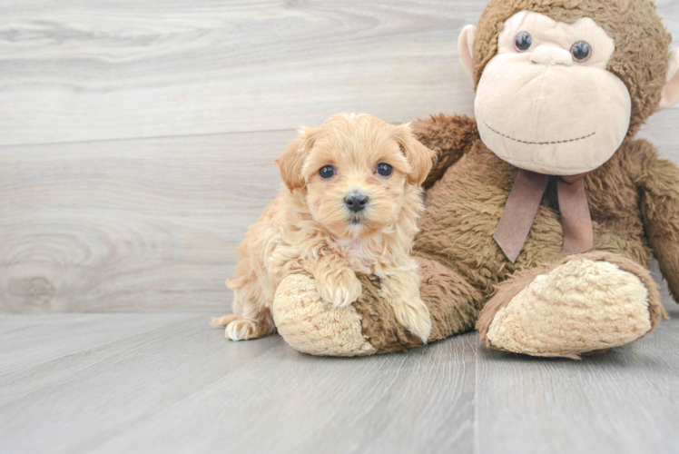 Meet Sweet Pea - our Maltipoo Puppy Photo 1/3 - Puppy Love PR Best Maltipoo Baby
