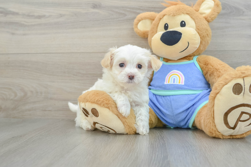 Maltipoo Pup Being Cute