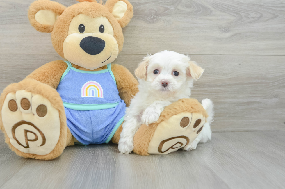 7 week old Maltipoo Puppy For Sale - Puppy Love PR