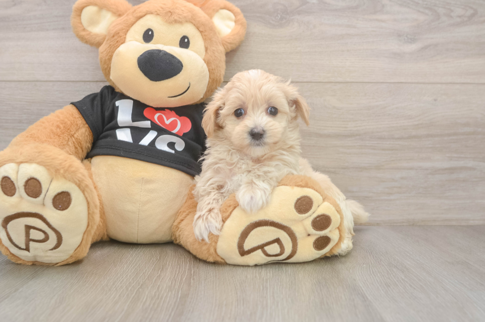 5 week old Maltipoo Puppy For Sale - Puppy Love PR