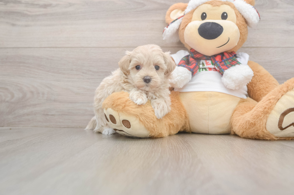 5 week old Maltipoo Puppy For Sale - Puppy Love PR