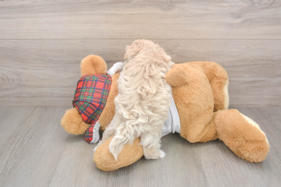 Maltipoo Pup Being Cute