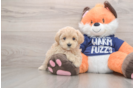 Maltipoo Puppy for Adoption