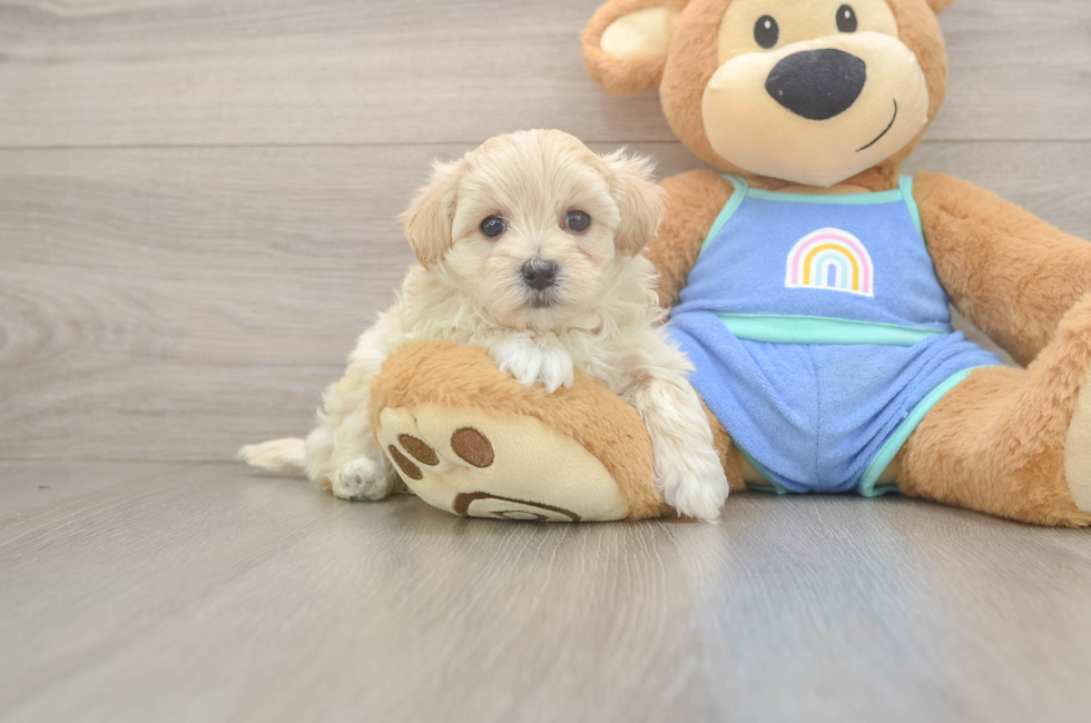6 week old Maltipoo Puppy For Sale - Puppy Love PR
