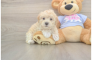 Maltipoo Pup Being Cute