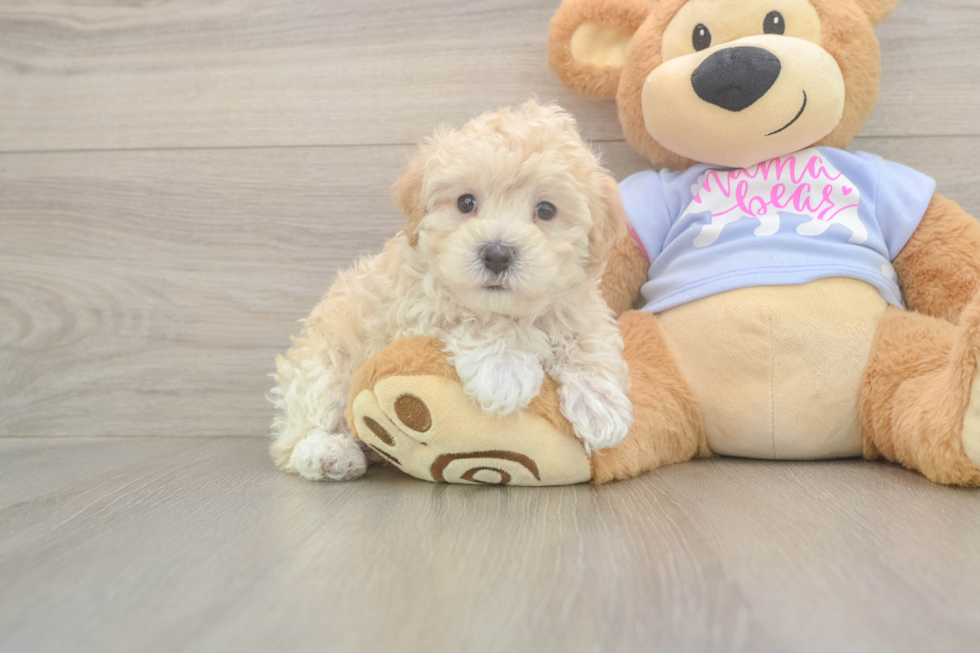Maltipoo Pup Being Cute
