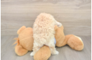 Best Maltipoo Baby