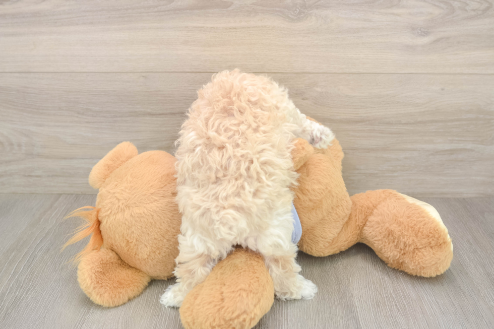 Best Maltipoo Baby