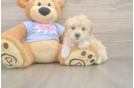 Cute Maltipoo Baby