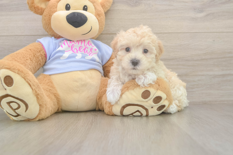 5 week old Maltipoo Puppy For Sale - Puppy Love PR