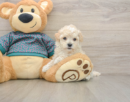 7 week old Maltipoo Puppy For Sale - Puppy Love PR