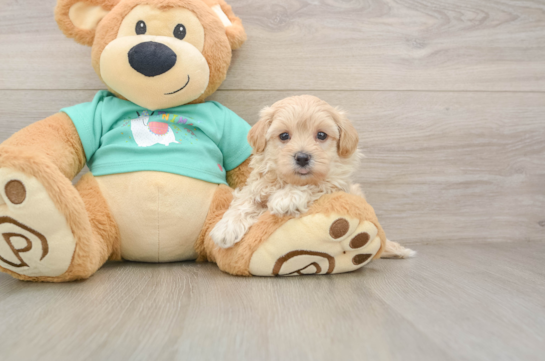 Best Maltipoo Baby