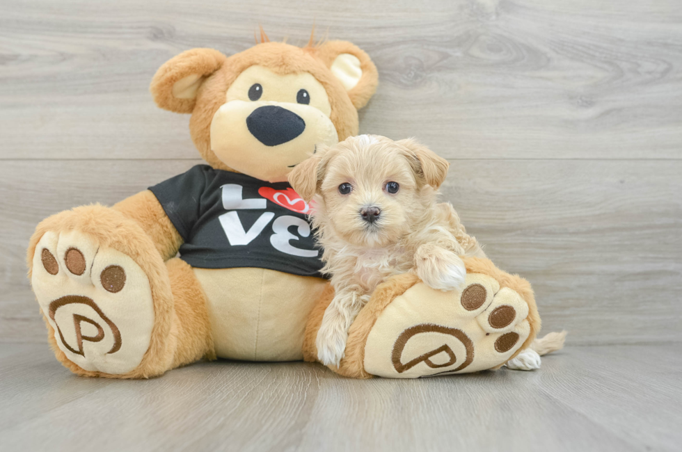 6 week old Maltipoo Puppy For Sale - Puppy Love PR