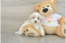 Best Maltipoo Baby