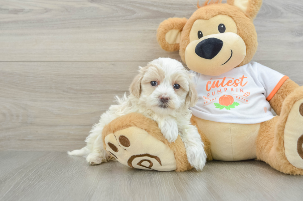 5 week old Maltipoo Puppy For Sale - Puppy Love PR