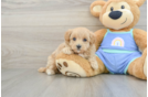Happy Maltipoo Baby