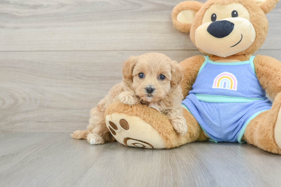 Happy Maltipoo Baby