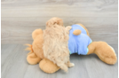 Best Maltipoo Baby