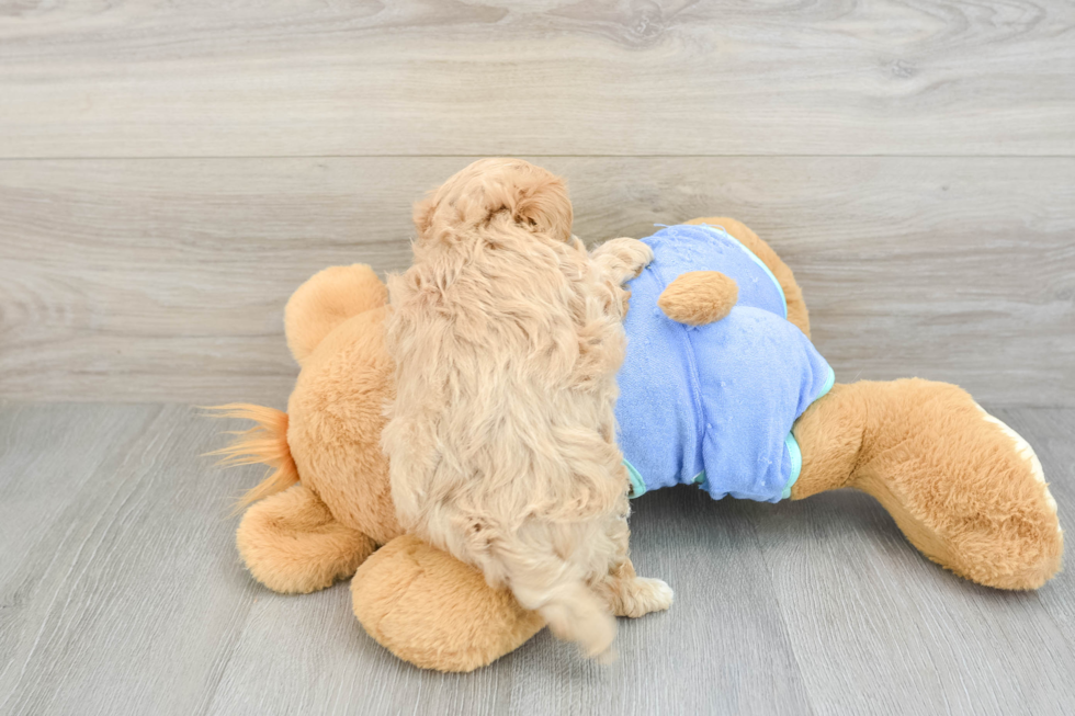 Best Maltipoo Baby
