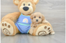 Petite Maltipoo Poodle Mix Pup
