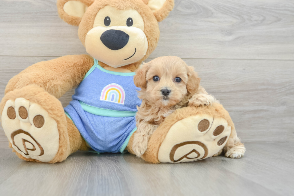 Petite Maltipoo Poodle Mix Pup