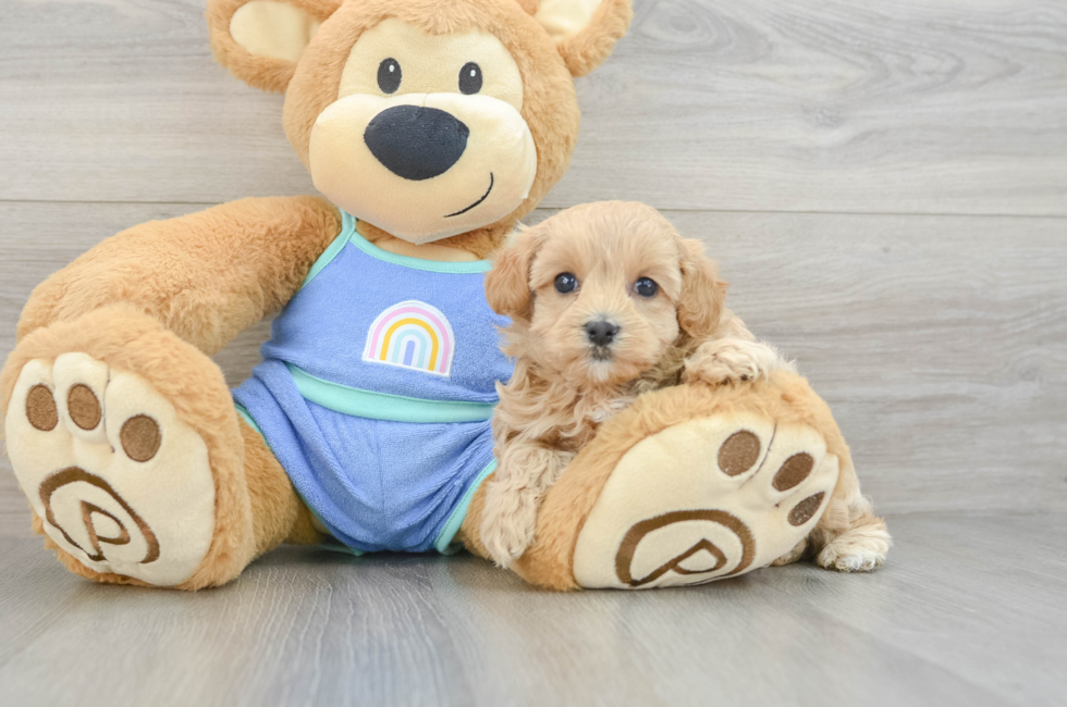 7 week old Maltipoo Puppy For Sale - Puppy Love PR