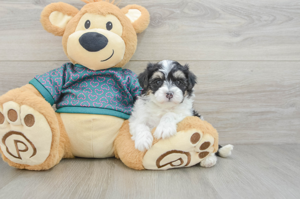 5 week old Maltipoo Puppy For Sale - Puppy Love PR