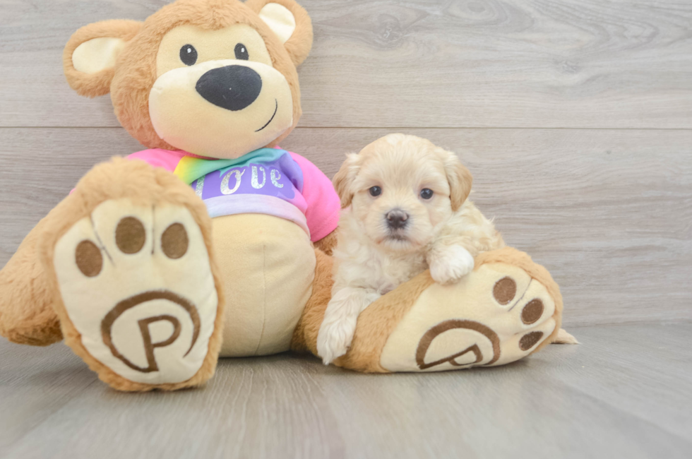 5 week old Maltipoo Puppy For Sale - Puppy Love PR