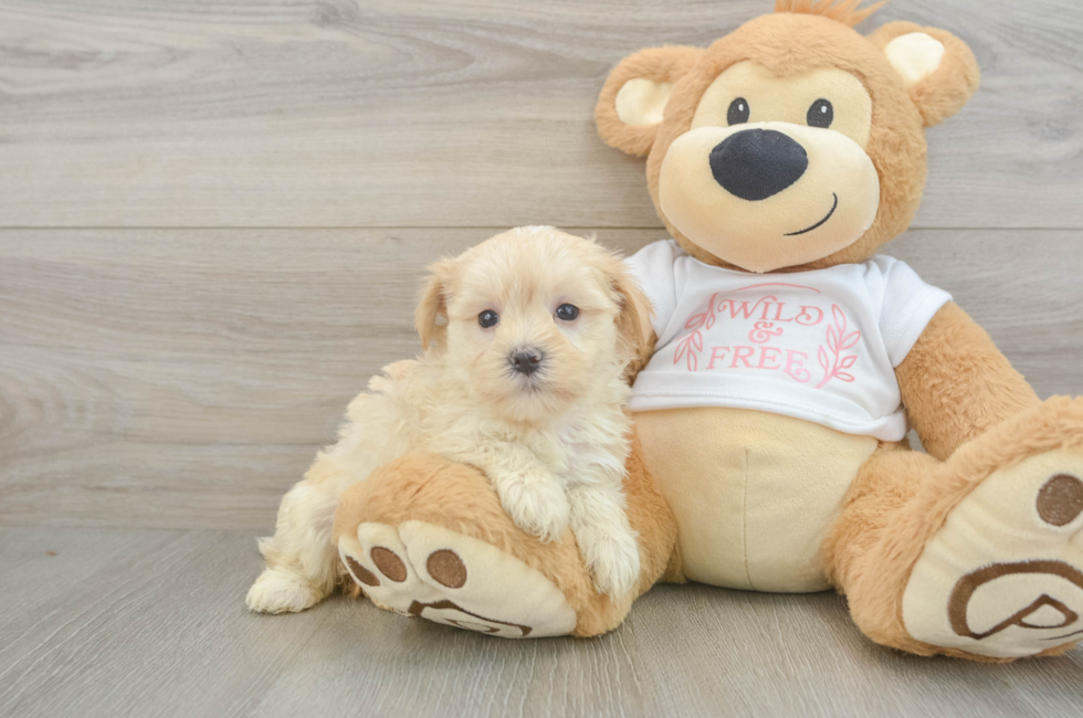 6 week old Maltipoo Puppy For Sale - Puppy Love PR