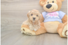 Maltipoo Puppy for Adoption