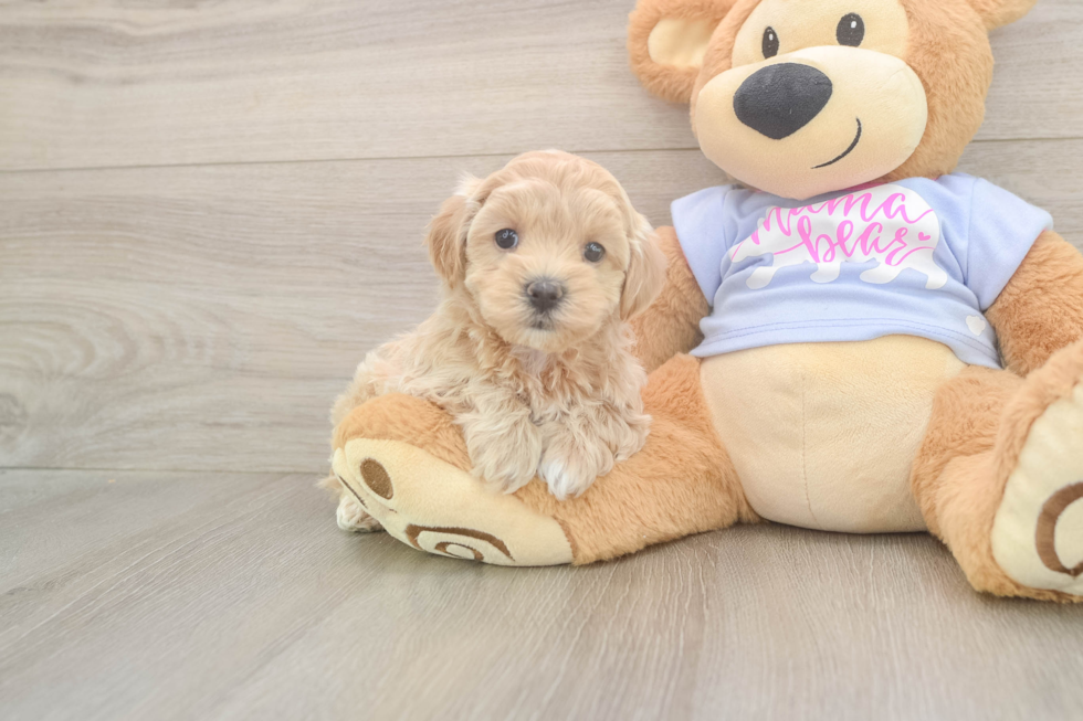 Maltipoo Puppy for Adoption