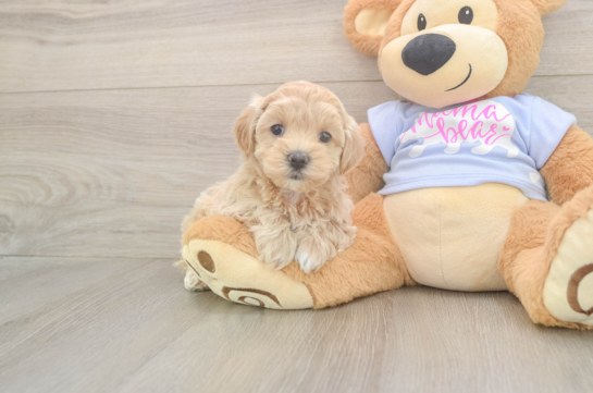 Maltipoo Puppy for Adoption