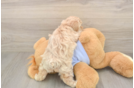 Friendly Maltipoo Baby