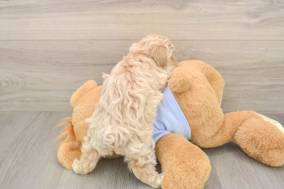 Friendly Maltipoo Baby