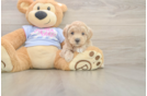 Best Maltipoo Baby
