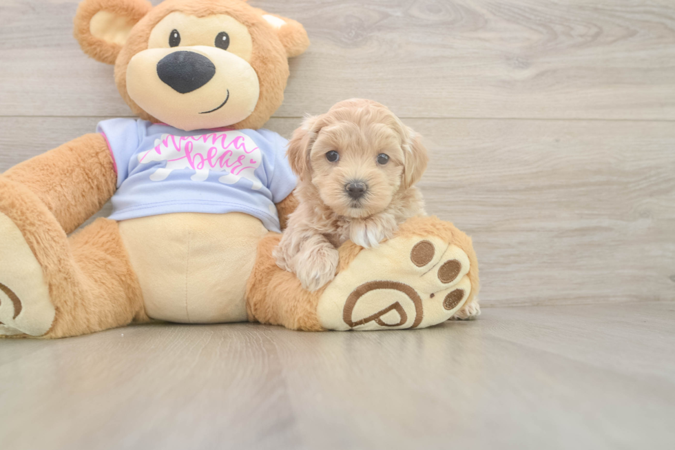 Best Maltipoo Baby