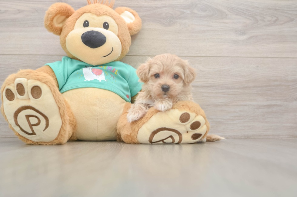 5 week old Maltipoo Puppy For Sale - Puppy Love PR
