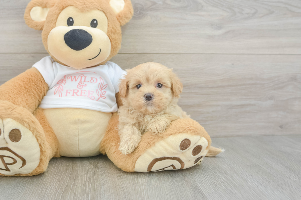 6 week old Maltipoo Puppy For Sale - Puppy Love PR