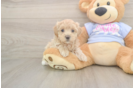Funny Maltipoo Poodle Mix Pup