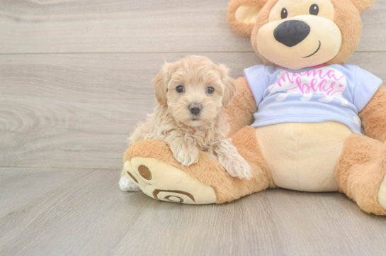 Funny Maltipoo Poodle Mix Pup