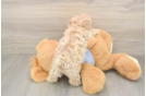 Petite Maltipoo Poodle Mix Pup