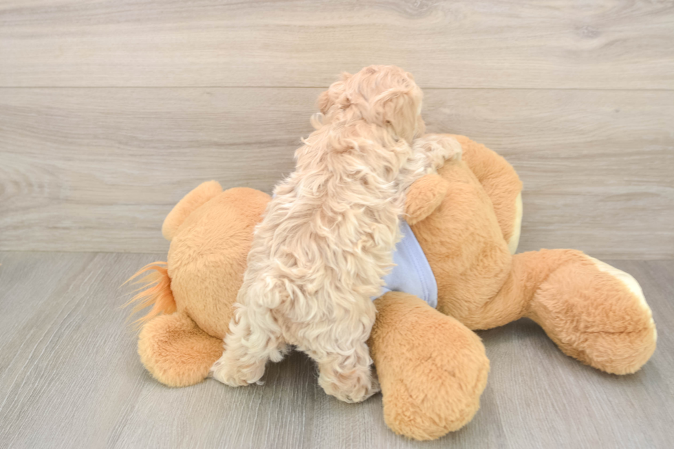 Petite Maltipoo Poodle Mix Pup