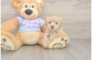 Little Moodle Poodle Mix Puppy