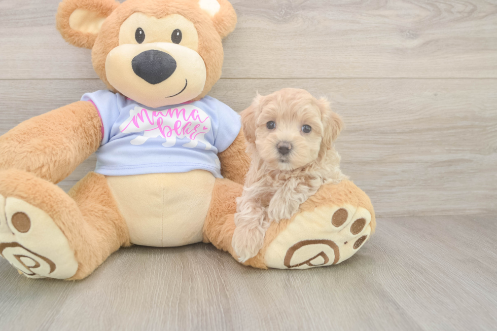 Little Moodle Poodle Mix Puppy