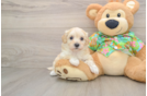Cute Maltipoo Baby