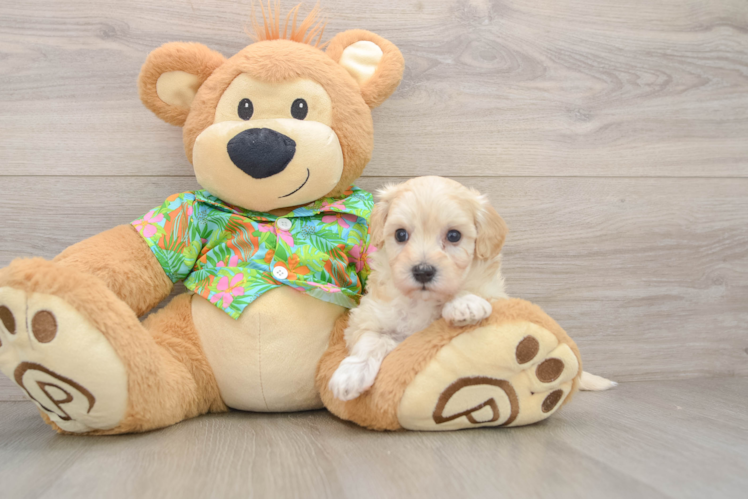 Best Maltipoo Baby