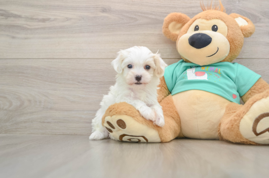 Playful Maltidoodle Poodle Mix Puppy